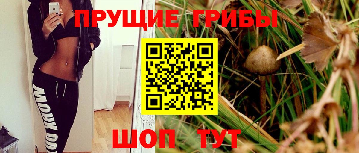 Псилоцибиновые грибы GOLDEN TEACHER Торжок