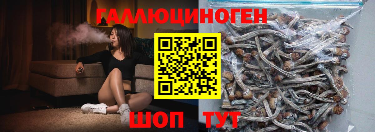 Галлюциногенные грибы мицелий  Псилоцибиновые грибы Psilocybine cubensis  где продают наркотики  Торжок 